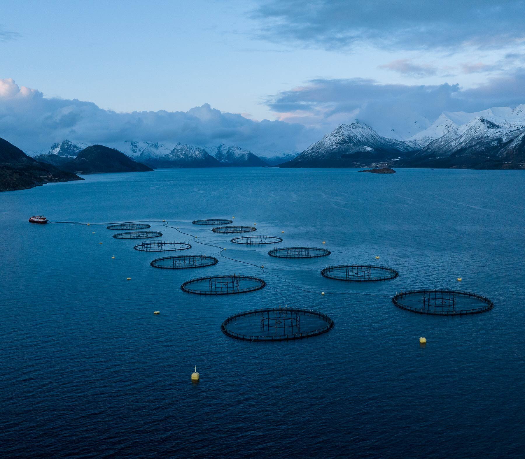 penne di mare al salmone
