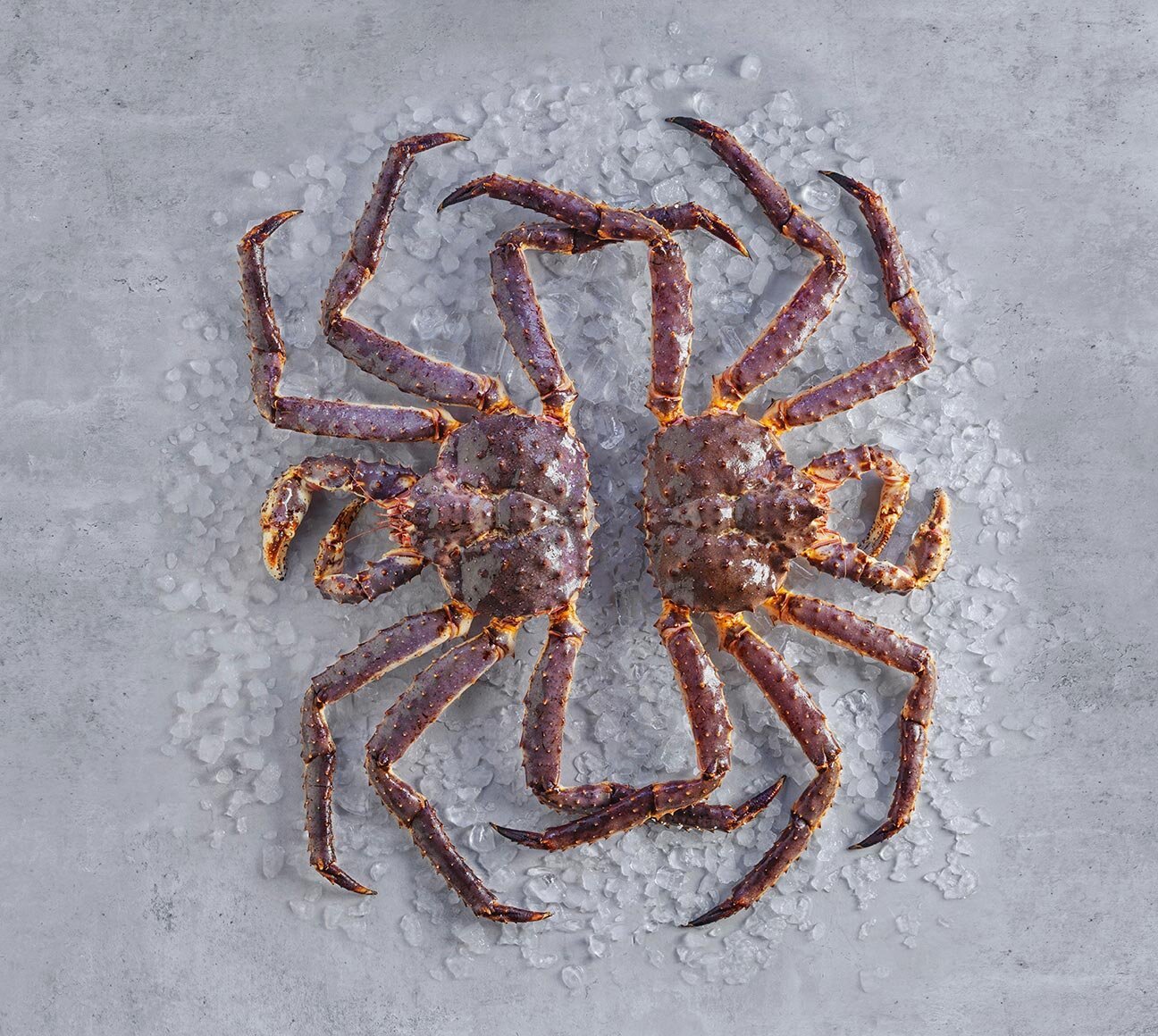 Granchio reale rosso