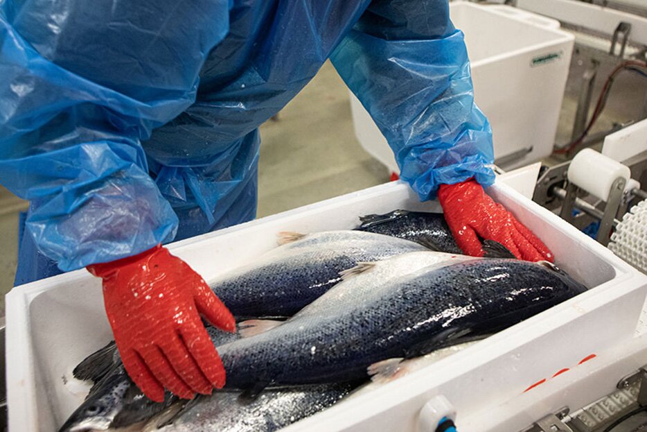 Confezionamento del salmone