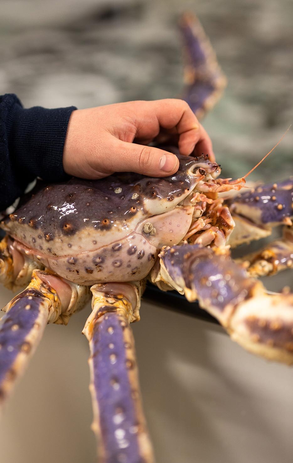 granchio reale rosso